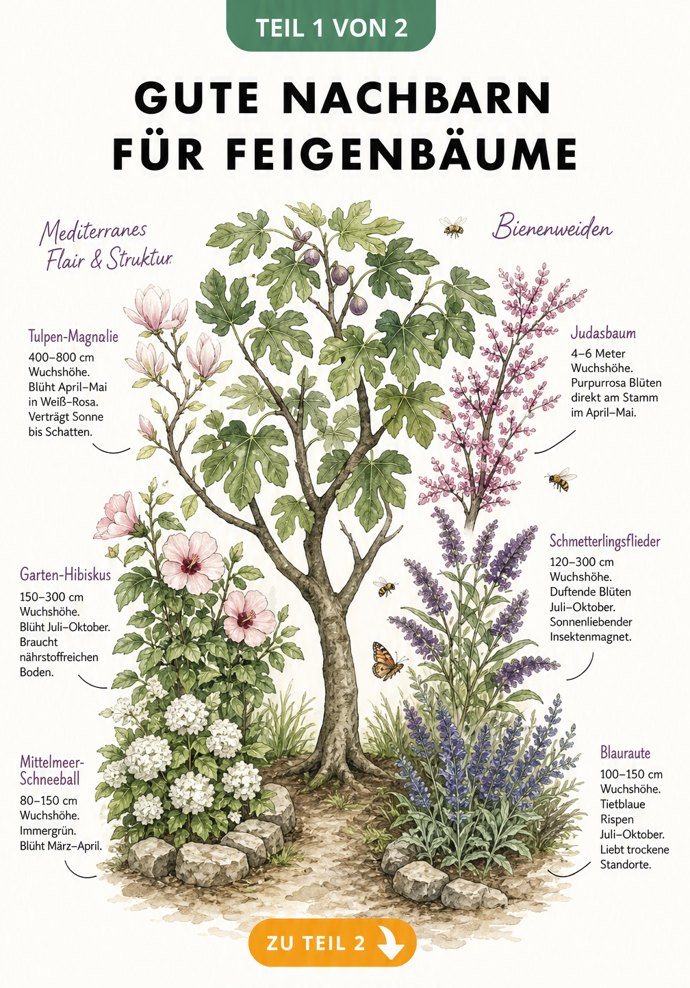 Illustration eines Feigenbaums mit mediterranen Begleitpflanzen wie Tulpen-Magnolie, Garten-Hibiskus und Mittelmeer-Schneeball