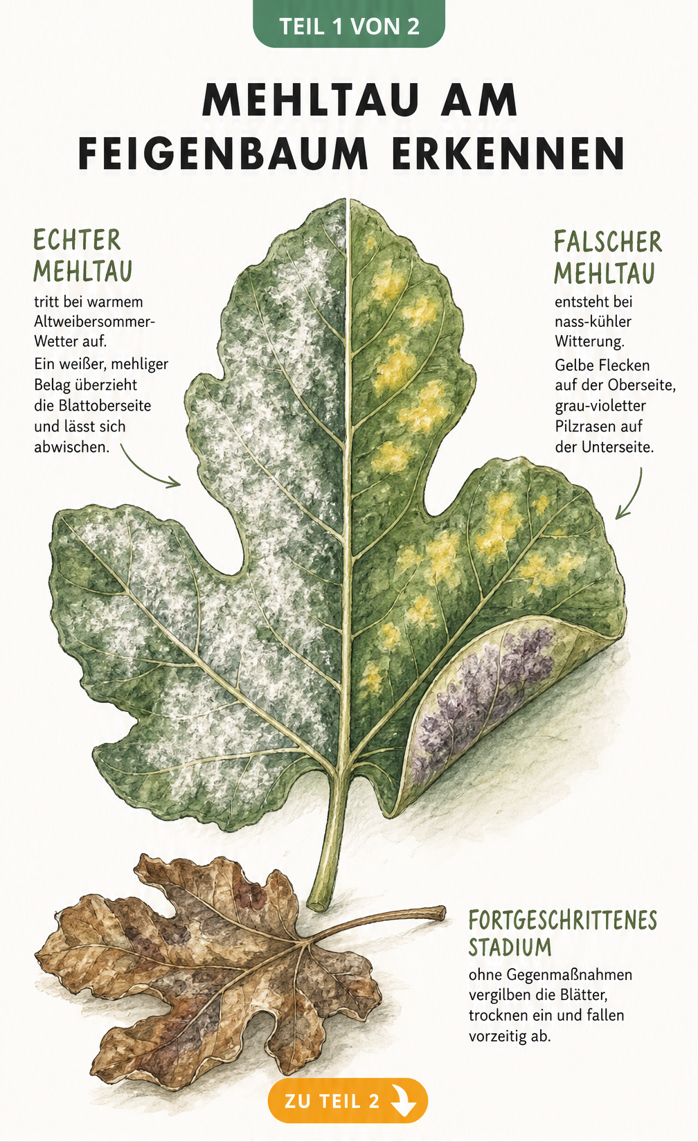 Illustration eines Feigenblattes, das die Symptome von Echtem und Falschem Mehltau zeigt