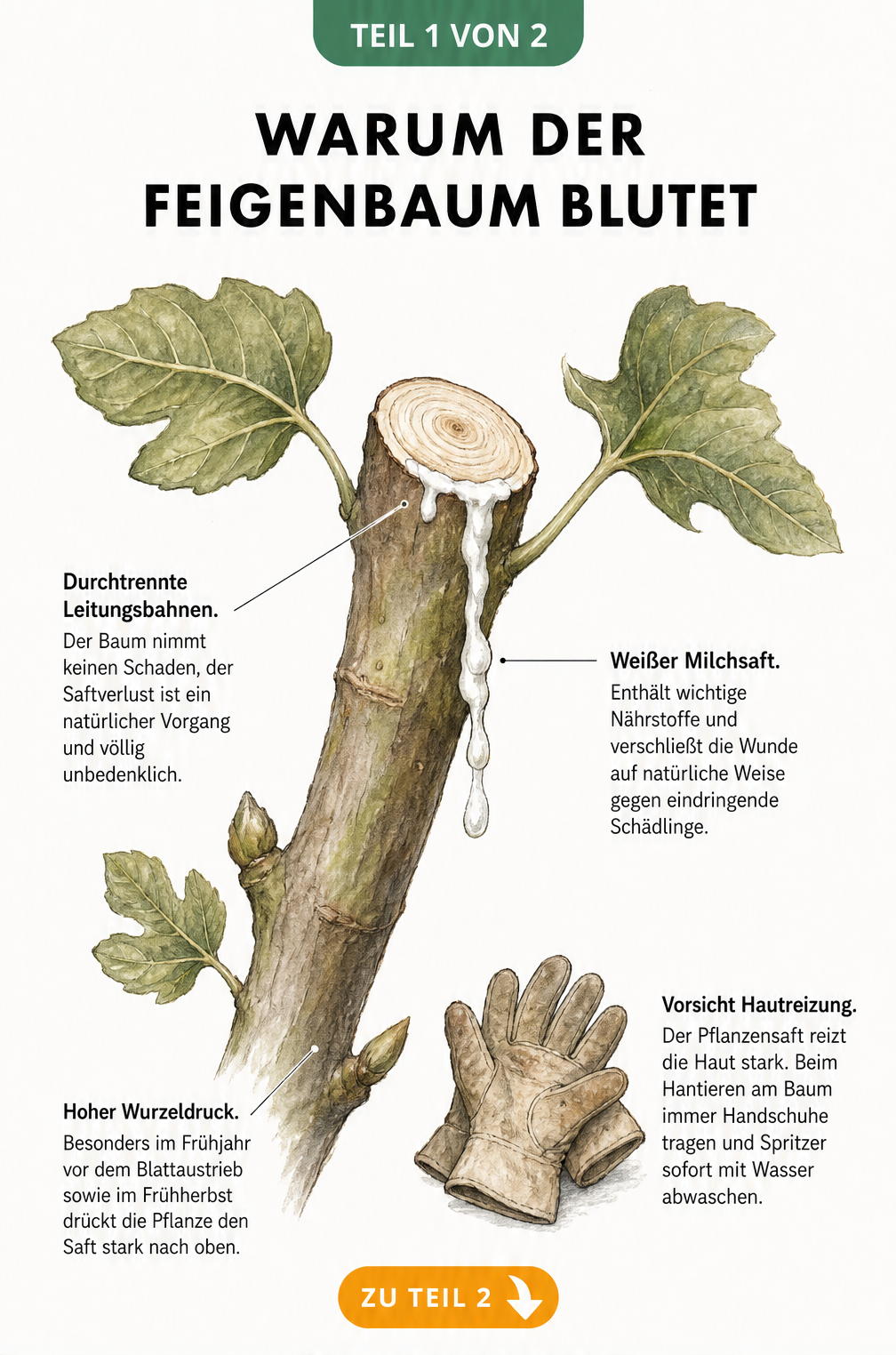 Botanische Illustration eines Feigenastes mit austretendem weißen Milchsaft und Erklärungen zum Wurzeldruck