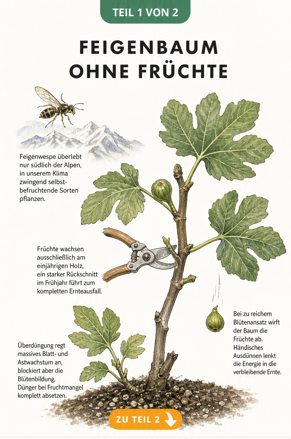 Botanische Illustration eines Feigenzweigs mit Feigenwespe, Gartenschere und Dünger, die Ursachen für fehlende Früchte zeigt