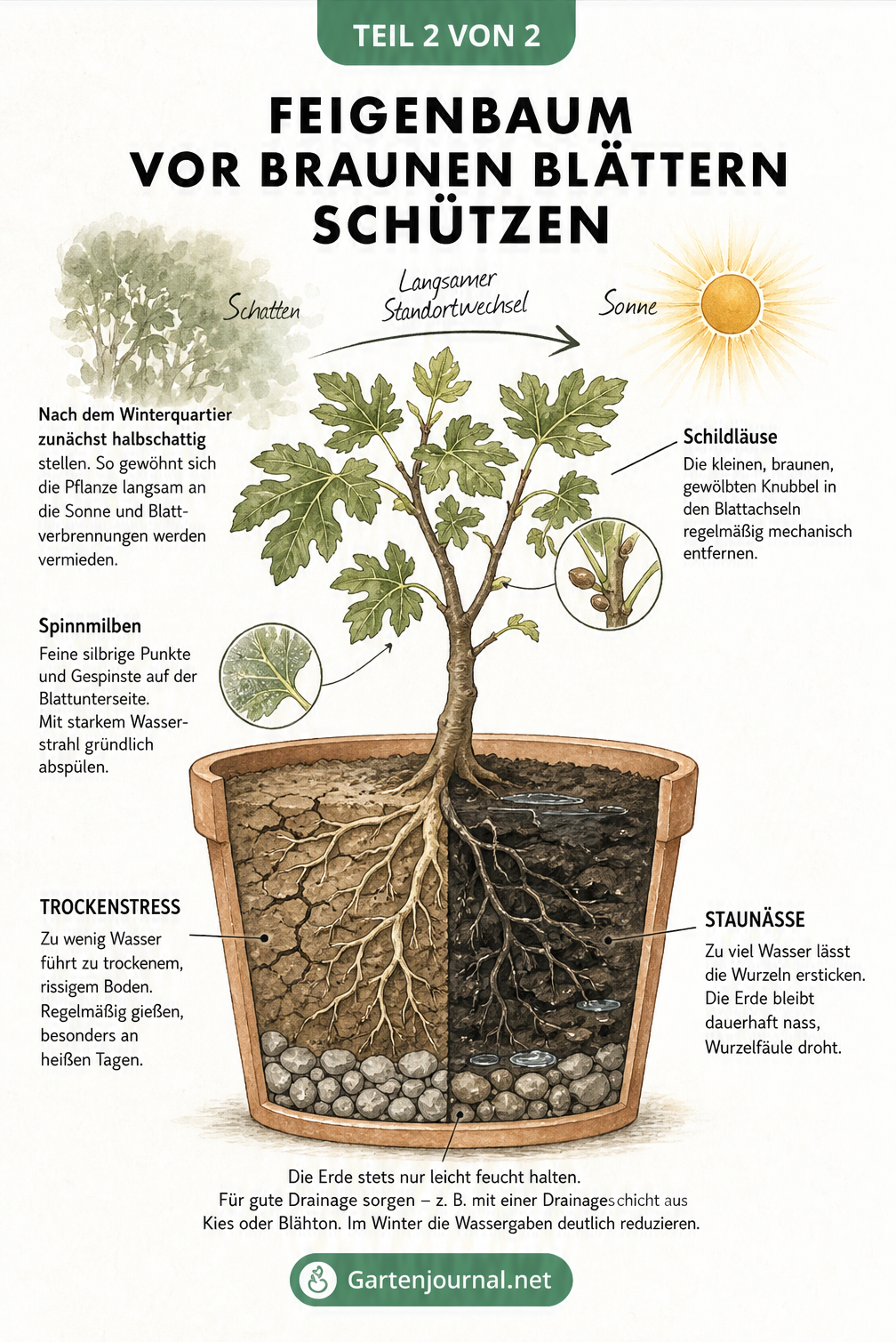 Schnittdarstellung eines Feigenbaums im Topf, die Schutzmaßnahmen gegen Sonnenbrand, Schädlinge wie Schildläuse und Spinnmilben sowie Tipps zur Vermeidung von...