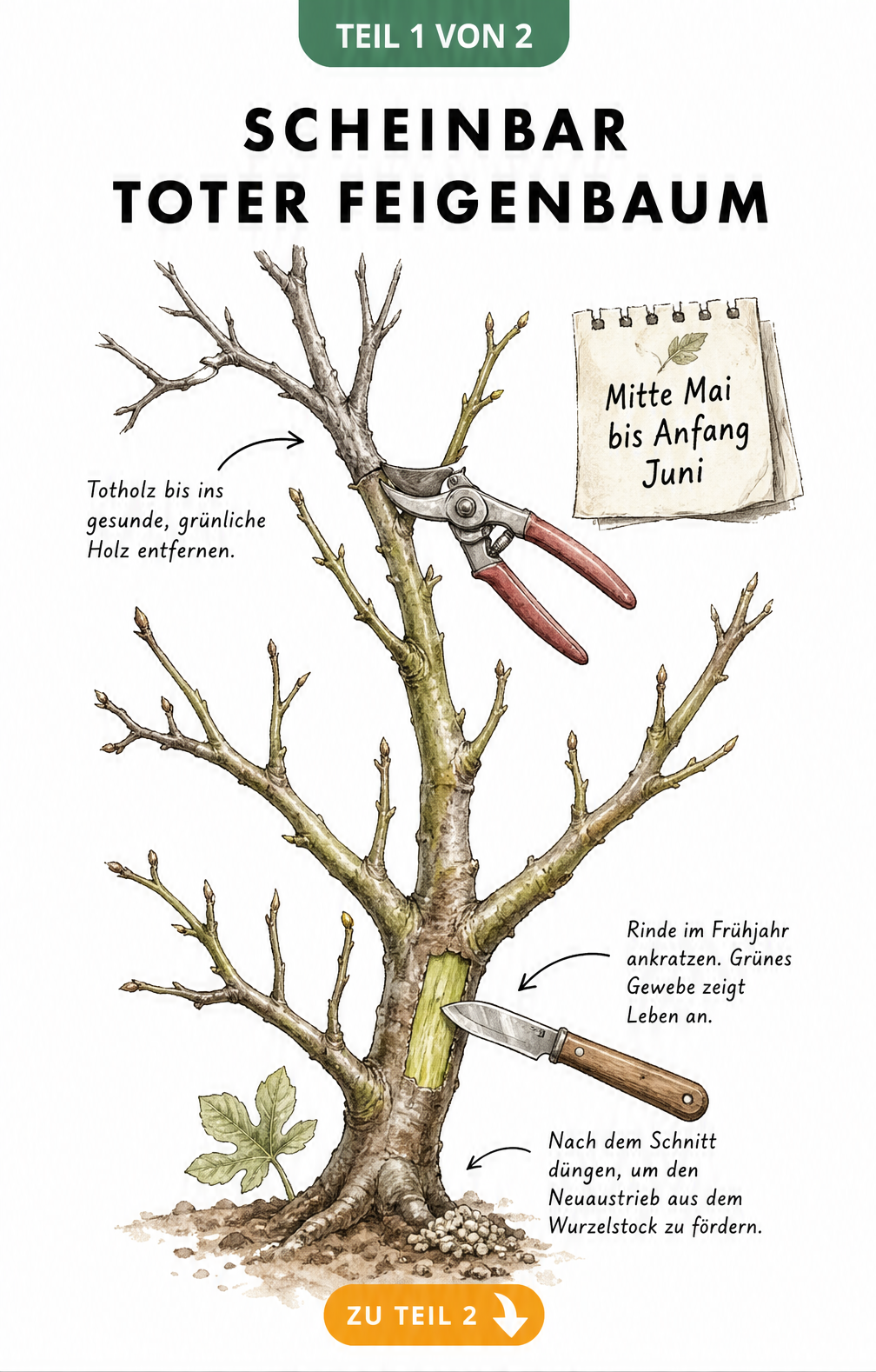 Illustration eines kahlen Feigenastes mit Vitalitätstest durch Ankratzen der Rinde und Rückschnitt bis ins gesunde Holz