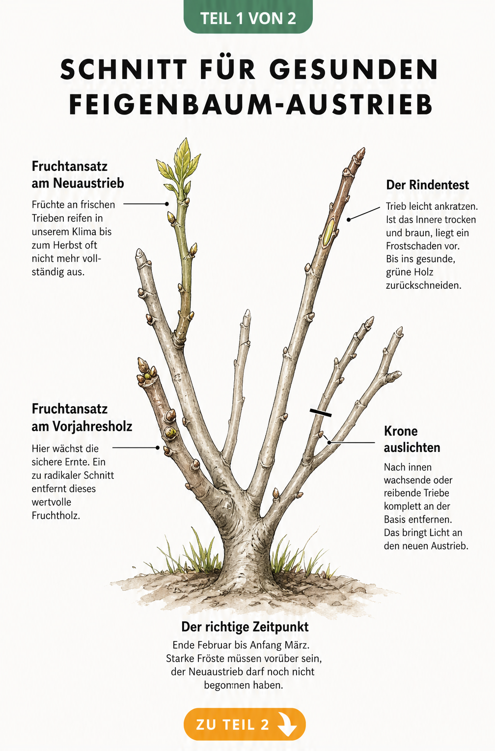 Botanische Illustration eines Feigenbaum-Astes mit Markierungen für den richtigen Schnitt zum Austrieb