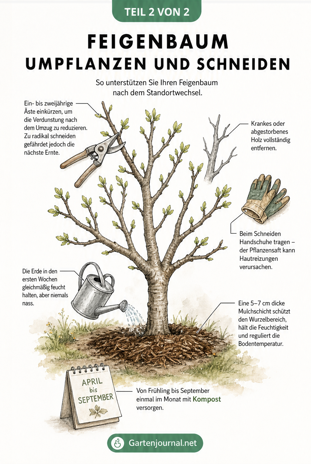 Zeichnung eines Feigenbaums im Frühling mit Hinweisen zu Rückschnitt, Mulchen und Gießen