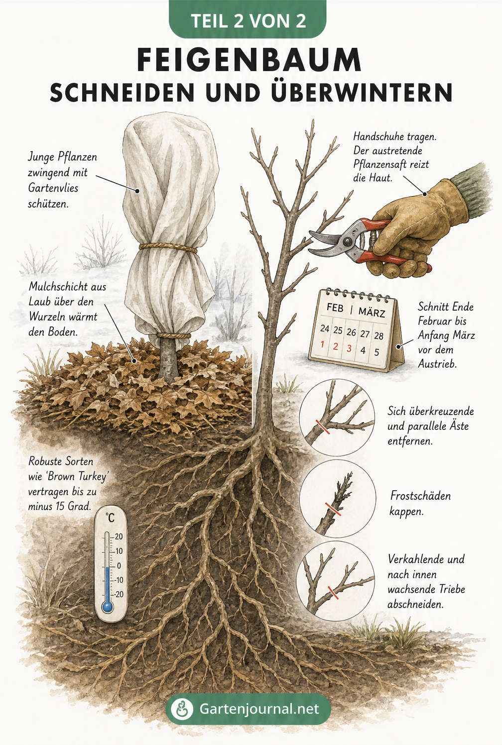 Zweigeteilte Illustration eines Feigenbaums: links mit Winterschutz aus Vlies und Laub, rechts beim Rückschnitt mit Gartenschere