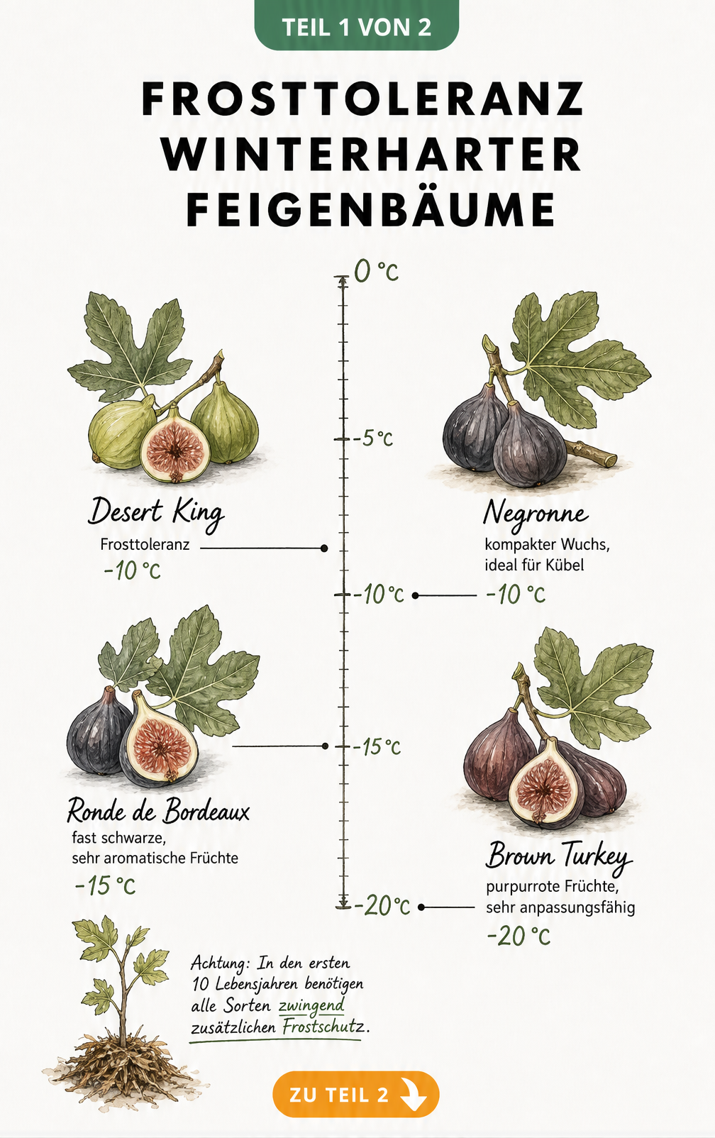 Botanische Illustration verschiedener Feigensorten und ihrer Frosttoleranz auf einer Temperaturachse von 0 bis -20 Grad Celsius