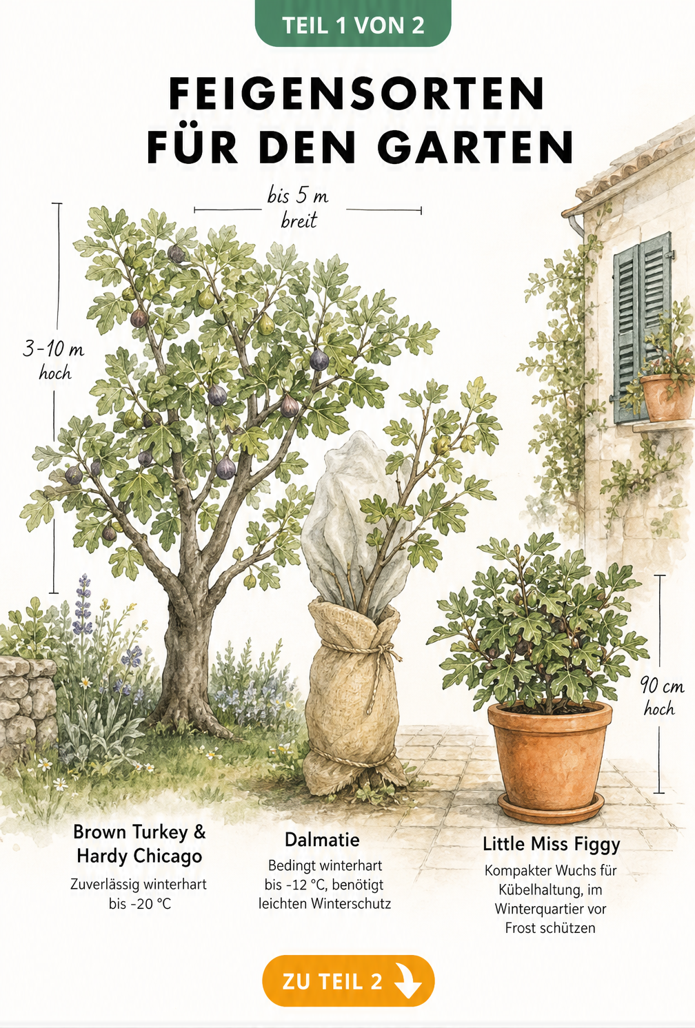 Illustration verschiedener Feigenbaum-Sorten im Garten und auf der Terrasse mit Angaben zur Winterhärte