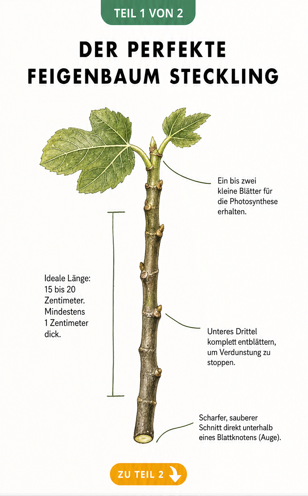 Botanische Illustration eines Feigenbaum-Stecklings mit Markierungen für Länge, Blätter und Schnittstelle