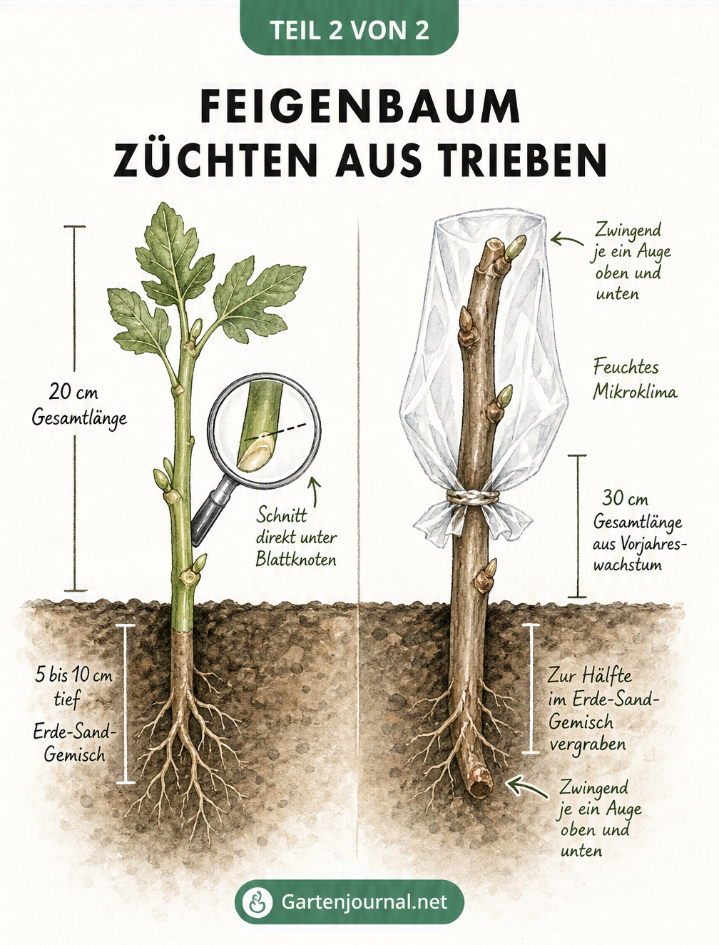 Detaillierte Schnitt- und Pflanzskizze für Feigenbaum-Triebe: Ein 20 cm langer Steckling und ein 30 cm langes Steckholz im Erde-Sand-Gemisch.