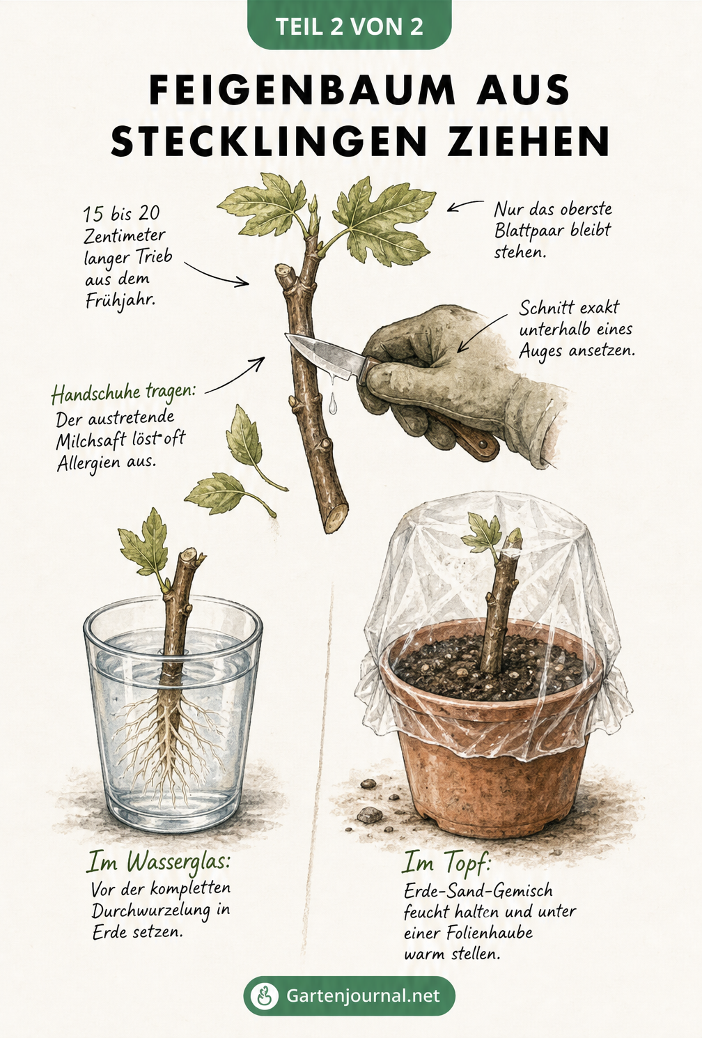 Botanische Skizze zeigt das Schneiden eines Feigenzweigs und die Bewurzelung im Wasserglas sowie im Topf