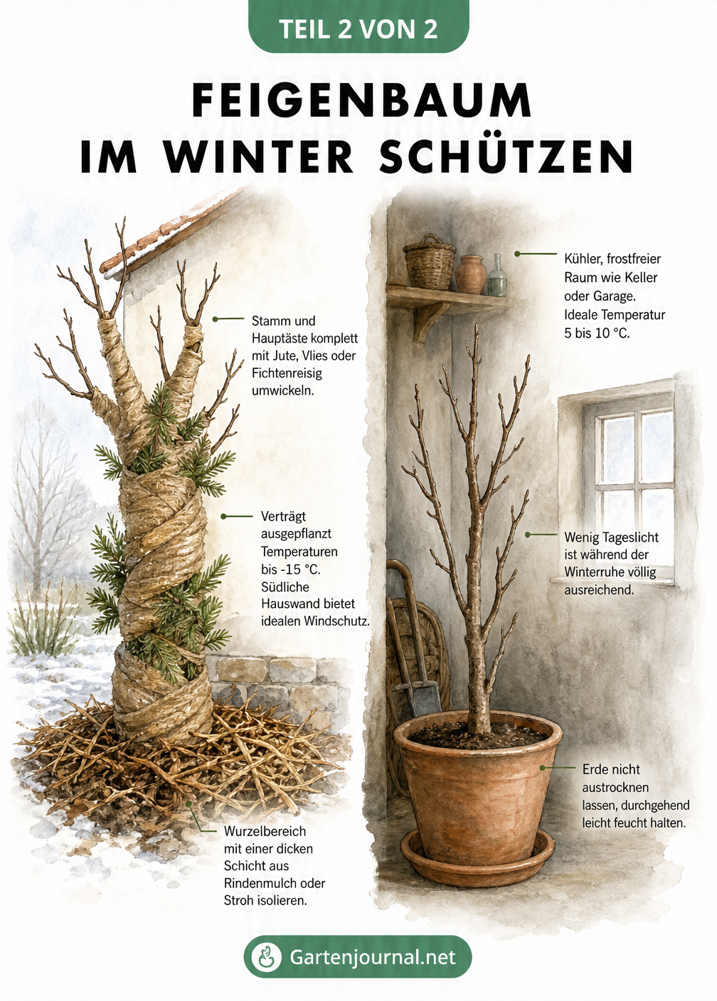Illustration zum Winterschutz von Feigenbäumen: Links ein ausgepflanzter Baum mit Jute und Rindenmulch, rechts ein Kübelbaum im kühlen, frostfreien Raum.