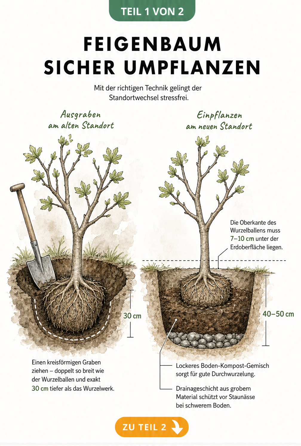 Illustration eines Feigenbaums beim Ausgraben und Einsetzen in ein neues Pflanzloch mit Drainageschicht