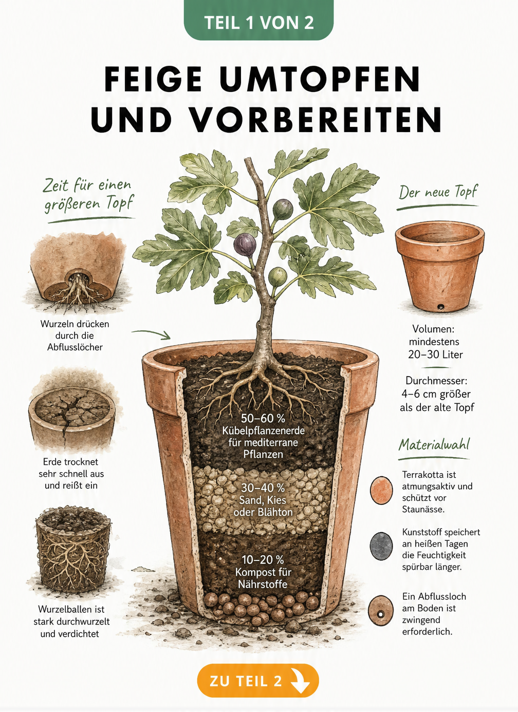 Botanische Illustration eines Feigenbaums im angeschnittenen Pflanztopf mit sichtbaren Erdschichten und Hinweisen zum Umtopfen
