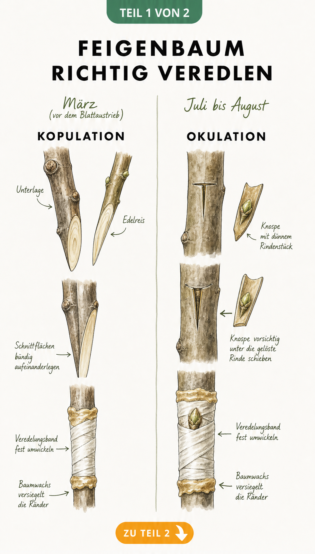 Illustration der zwei Veredelungsmethoden für Feigenbäume: Kopulation im März und Okulation im Sommer