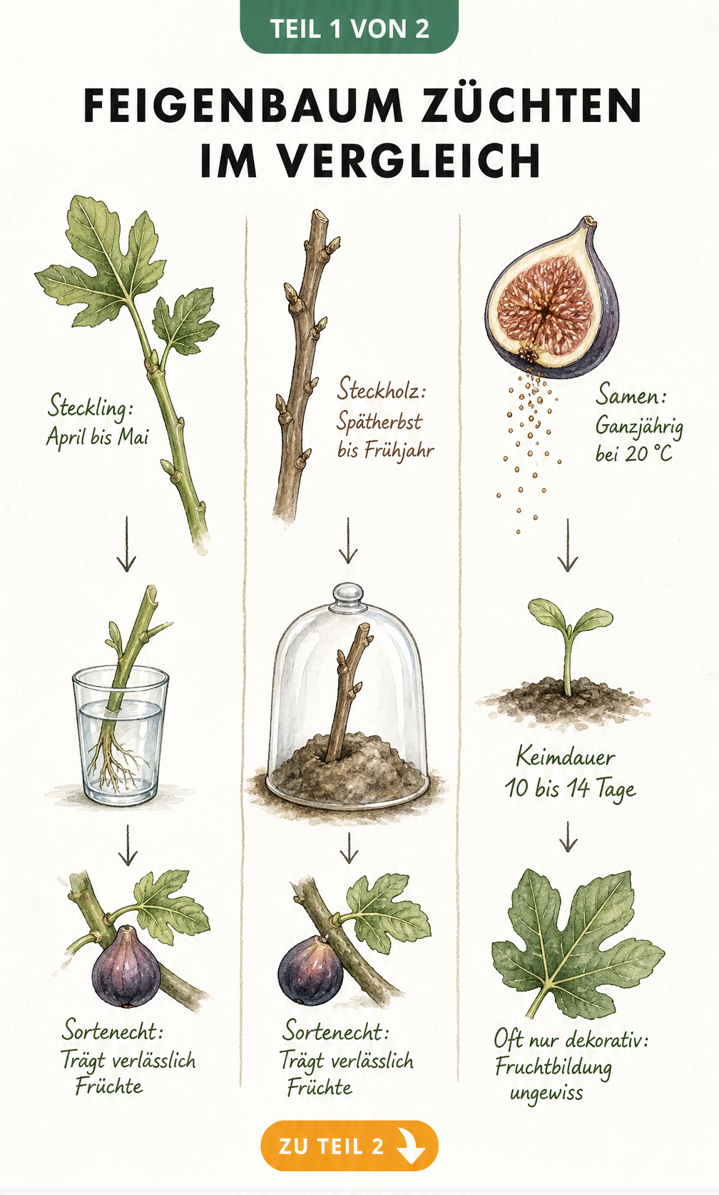 Botanische Tafel im Vintage-Stil zeigt drei Methoden der Feigenbaum-Vermehrung: Steckling im Wasserglas, Steckholz unter Haube und Samen aus reifer Feige.