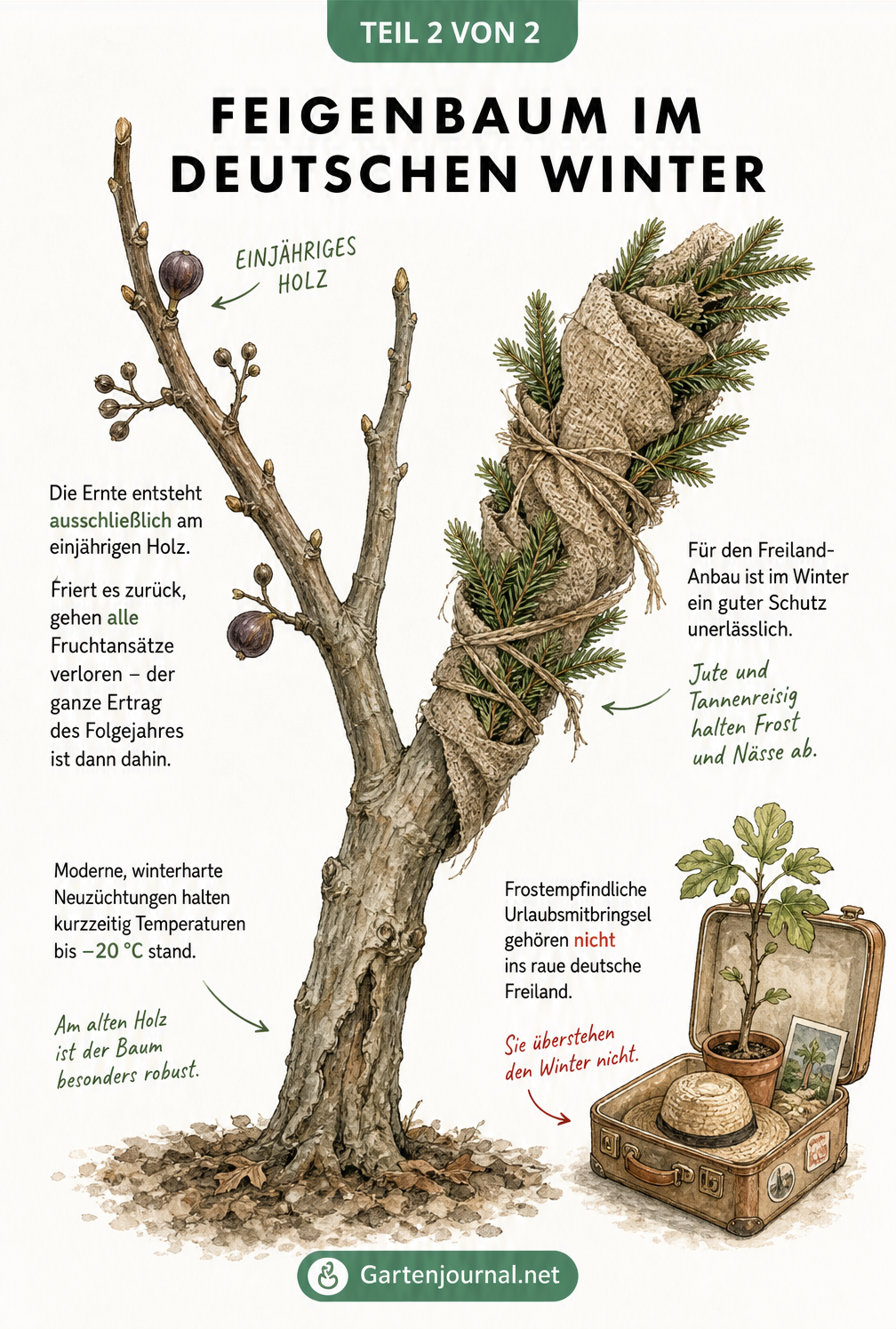 Botanische Zeichnung eines Feigenastes im Winter mit Jute und Tannenreisig als Frostschutz