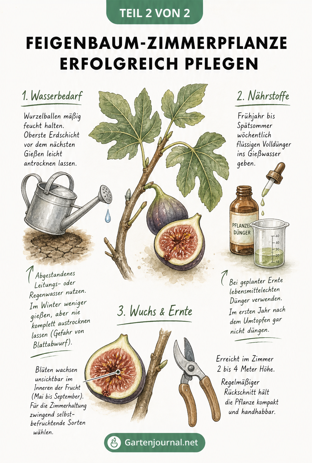 Skizze eines Feigenastes mit aufgeschnittener Frucht und Pflege-Stationen für Gießen, Düngen und Wuchs.