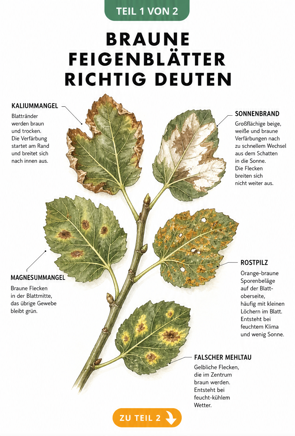 Botanische Illustration eines Feigenzweigs mit fünf Blättern, die verschiedene Schadbilder wie Kaliummangel, Magnesiummangel, Sonnenbrand, Rostpilz und...