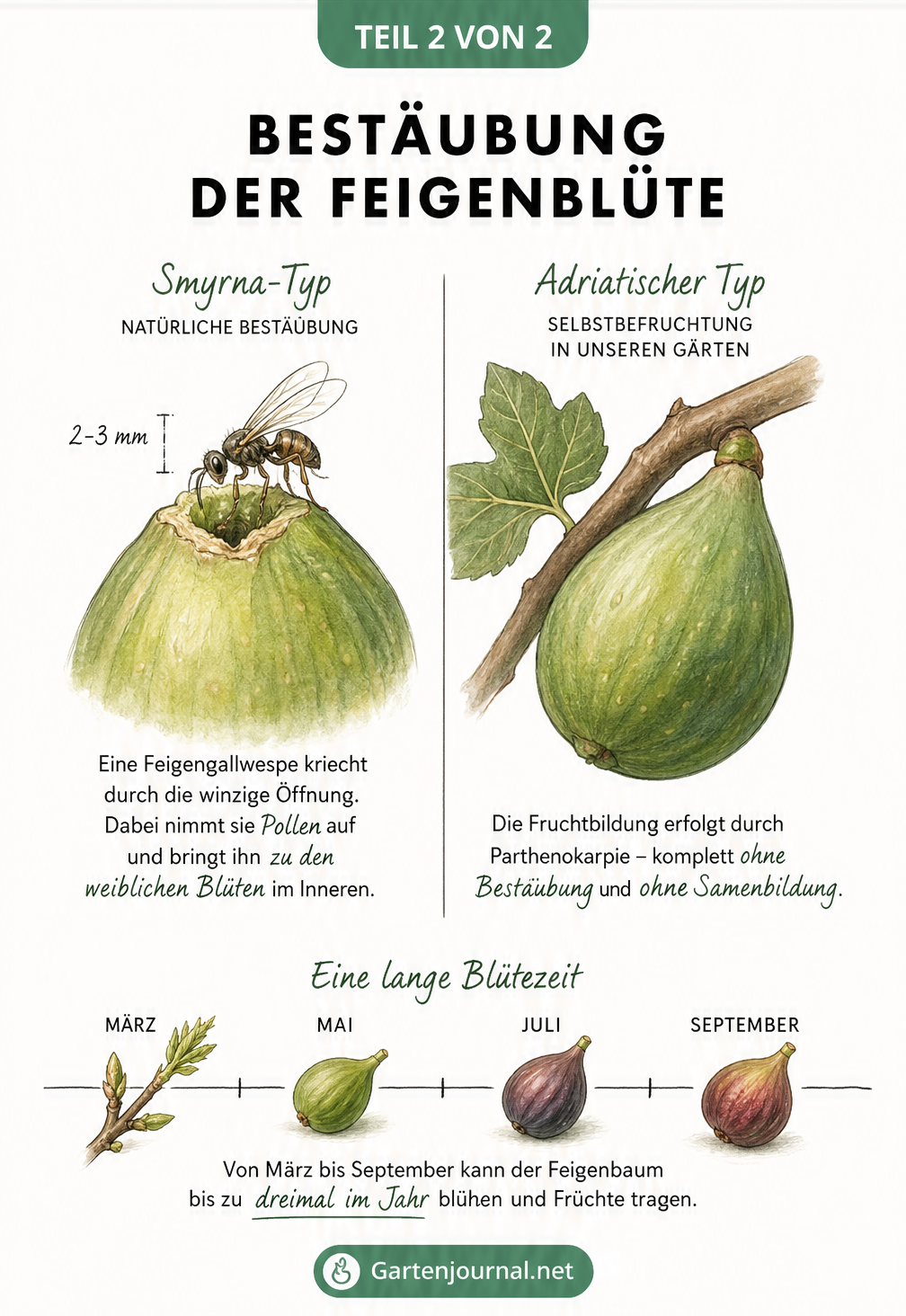 Illustration der Bestäubung einer Feigenblüte durch eine Feigengallwespe im Vergleich zur Selbstbefruchtung
