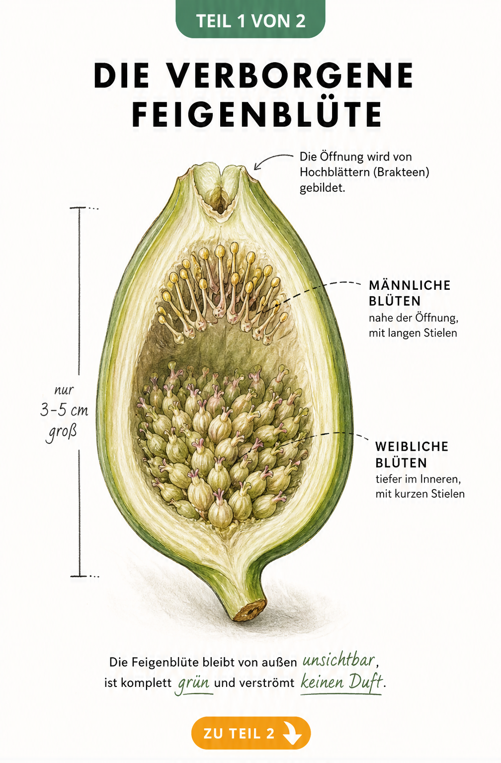 Botanische Querschnitts-Illustration einer unreifen Feigenblüte mit männlichen und weiblichen Blüten im Inneren