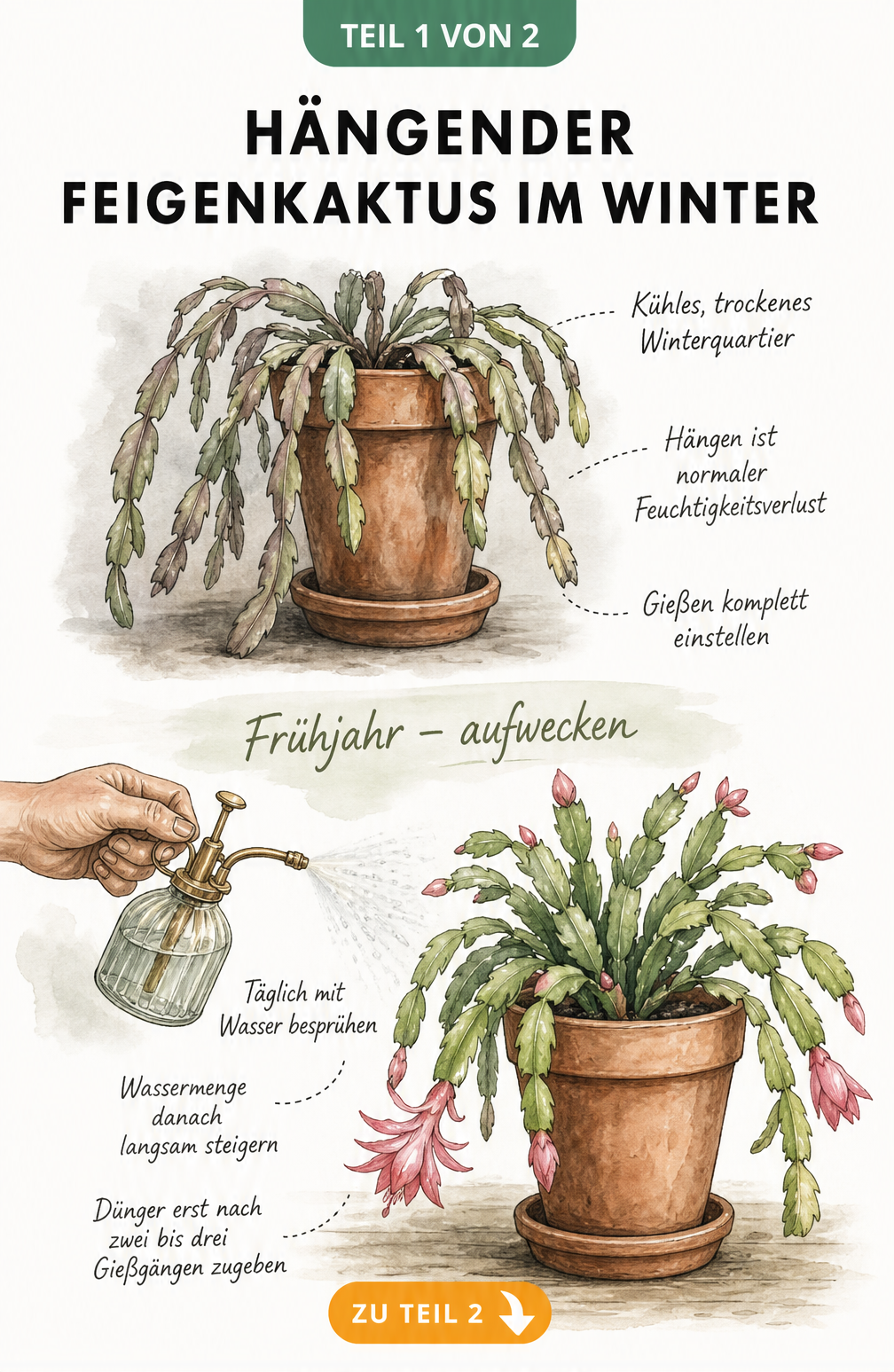 Illustration eines hängenden Feigenkaktus im Winterquartier und das Aufwecken im Frühjahr mit einer Sprühflasche