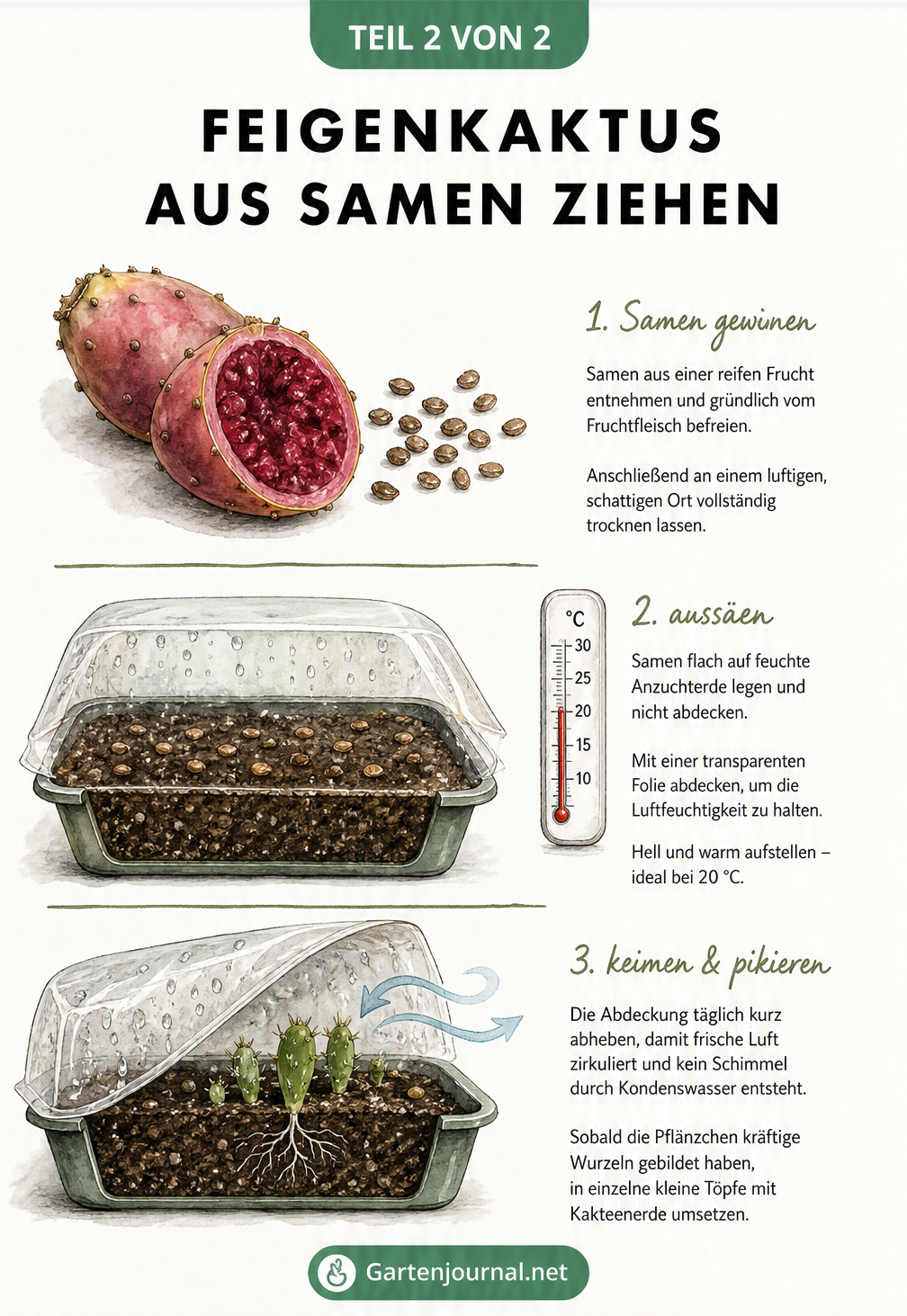 Illustration zur Vermehrung des Feigenkaktus aus Samen: Entnahme der Samen aus der Frucht, Aussaat in einer Anzuchtschale unter Folie und Wachstum eines...
