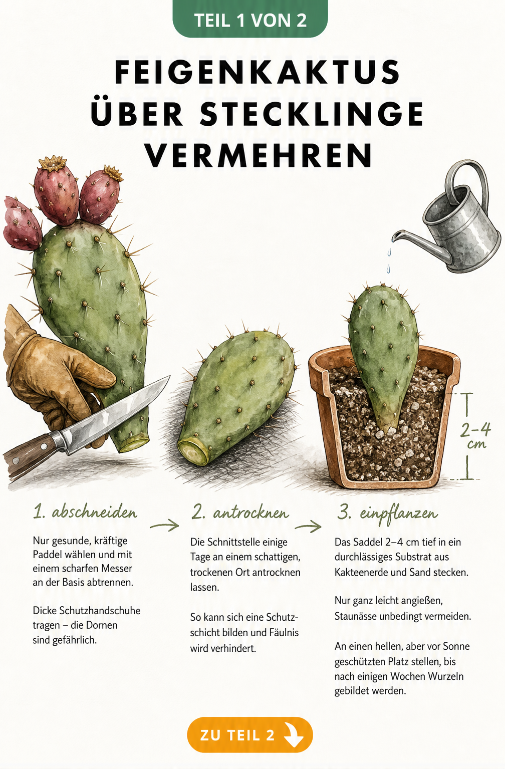 Illustration zur Vermehrung des Feigenkaktus über Stecklinge: Abtrennen eines Paddels mit Handschuhen, Trocknen der Schnittstelle und Einpflanzen in...
