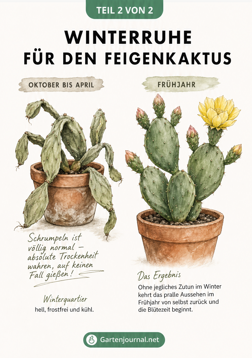 Zweiteilige Zeichnung eines Feigenkaktus: links schrumpelig im Winterquartier, rechts prall und blühend im Frühjahr