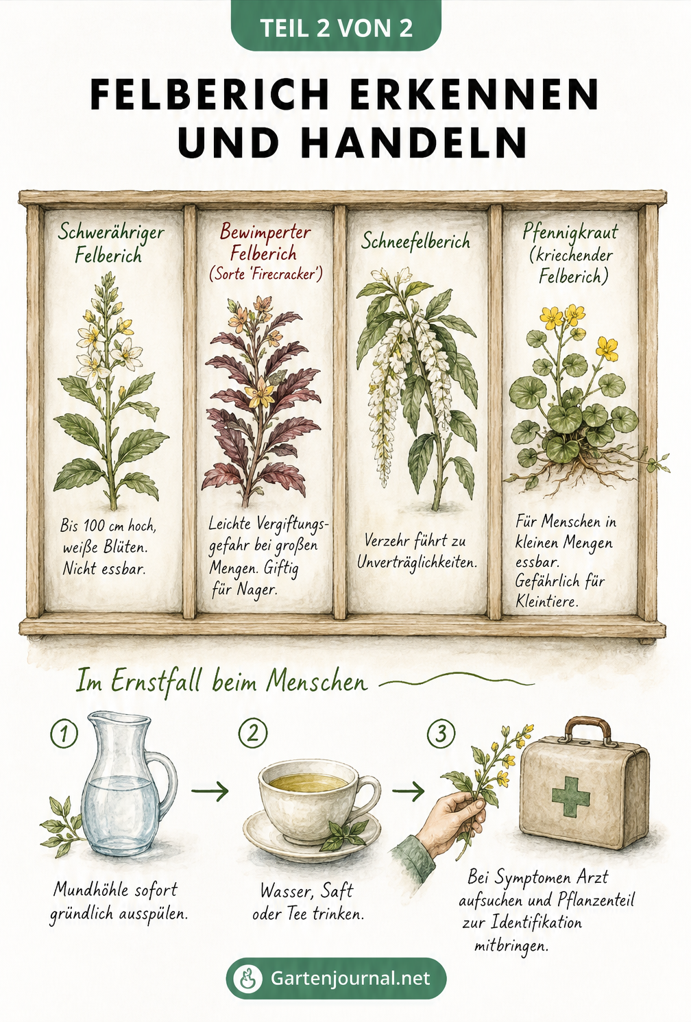 Übersicht von vier Felberich-Arten und Erste-Hilfe-Maßnahmen bei Verzehr