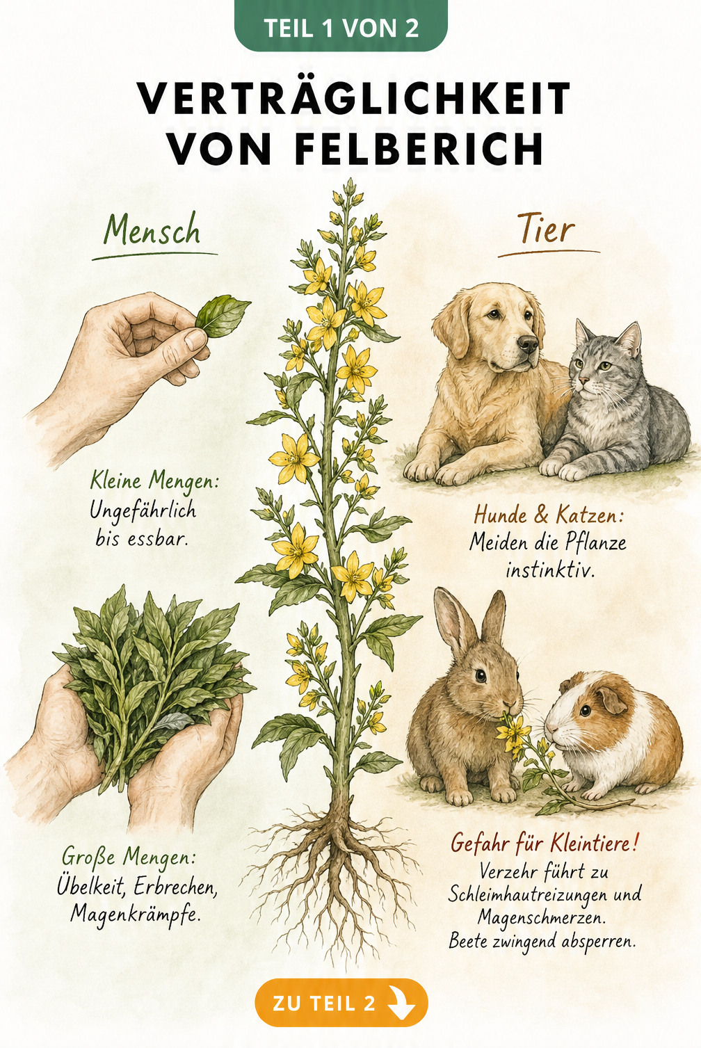 Botanische Illustration des Goldfelberichs, die die Verträglichkeit für Menschen und Tiere zeigt