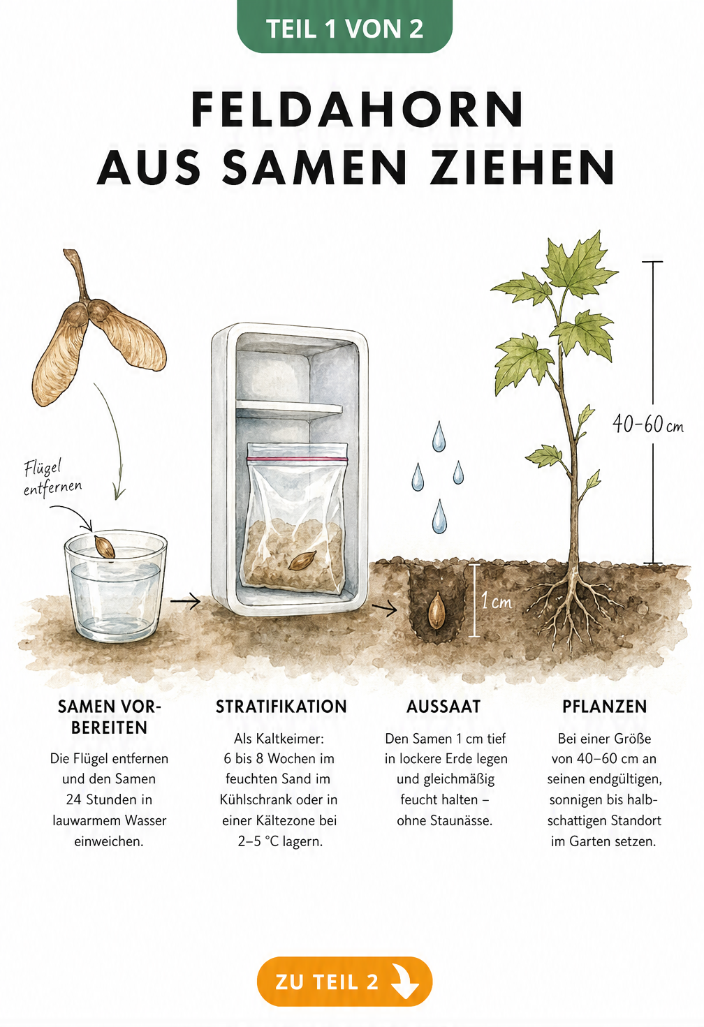 Botanische Illustration der Feldahorn-Vermehrung aus Samen: Vom Einweichen über die Stratifikation im Kühlschrank bis zum Einpflanzen und dem fertigen Keimling.
