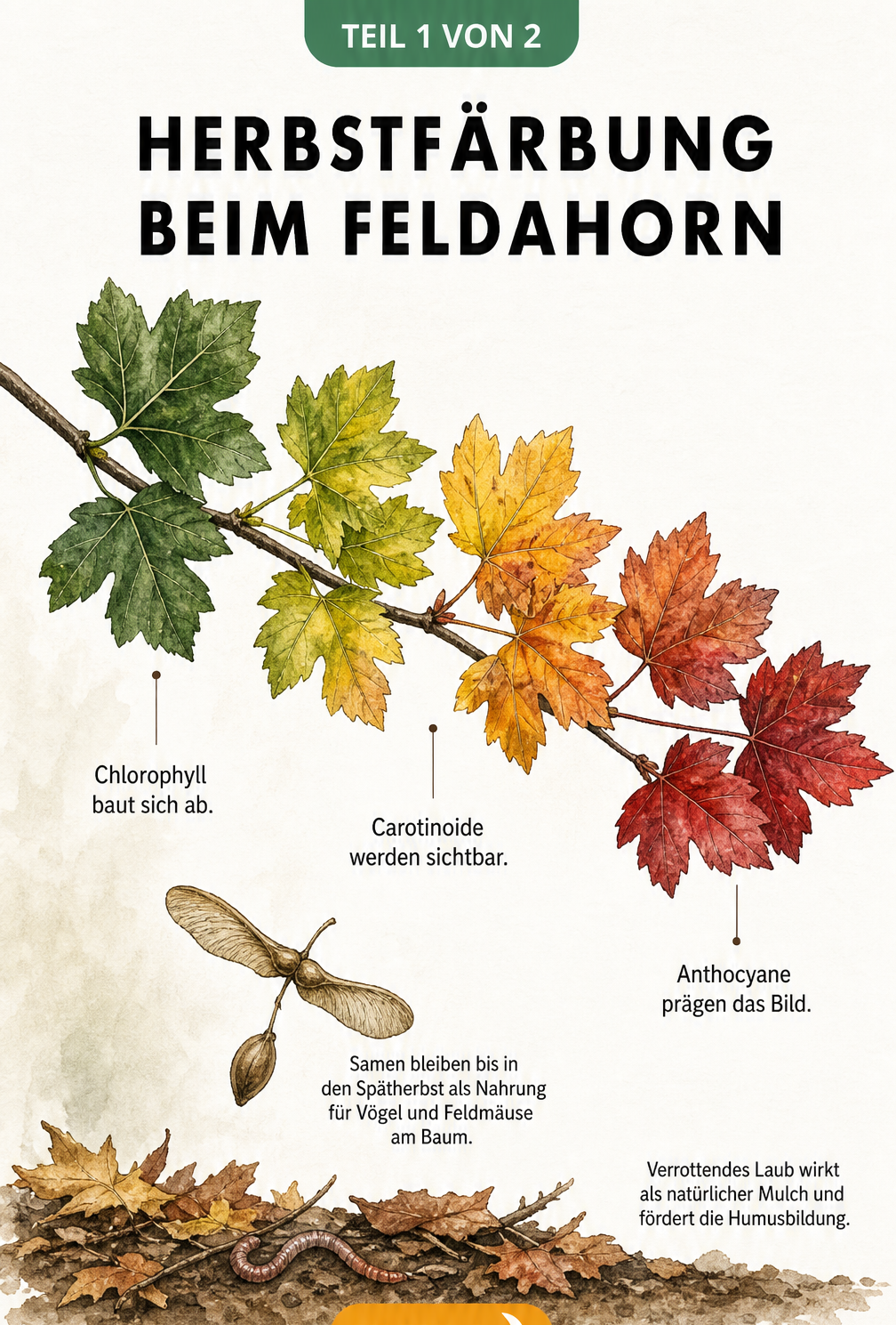 Botanische Illustration der Herbstfärbung beim Feldahorn von grün über gelb zu rot, mit Samen und verrottendem Laub am Boden.
