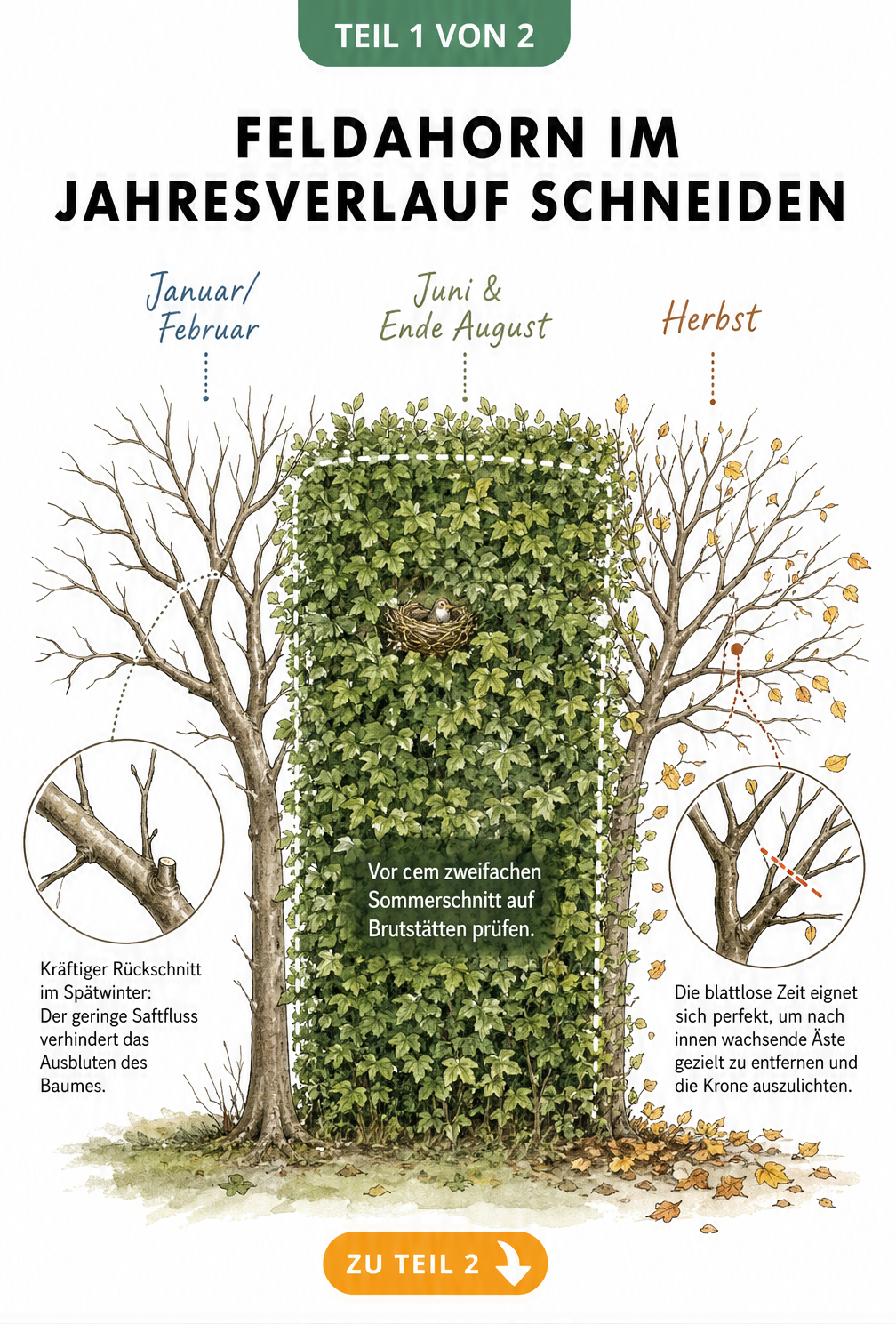 Illustration eines Feldahorns im Jahresverlauf mit Schnittmaßnahmen im Winter, Sommer und Herbst