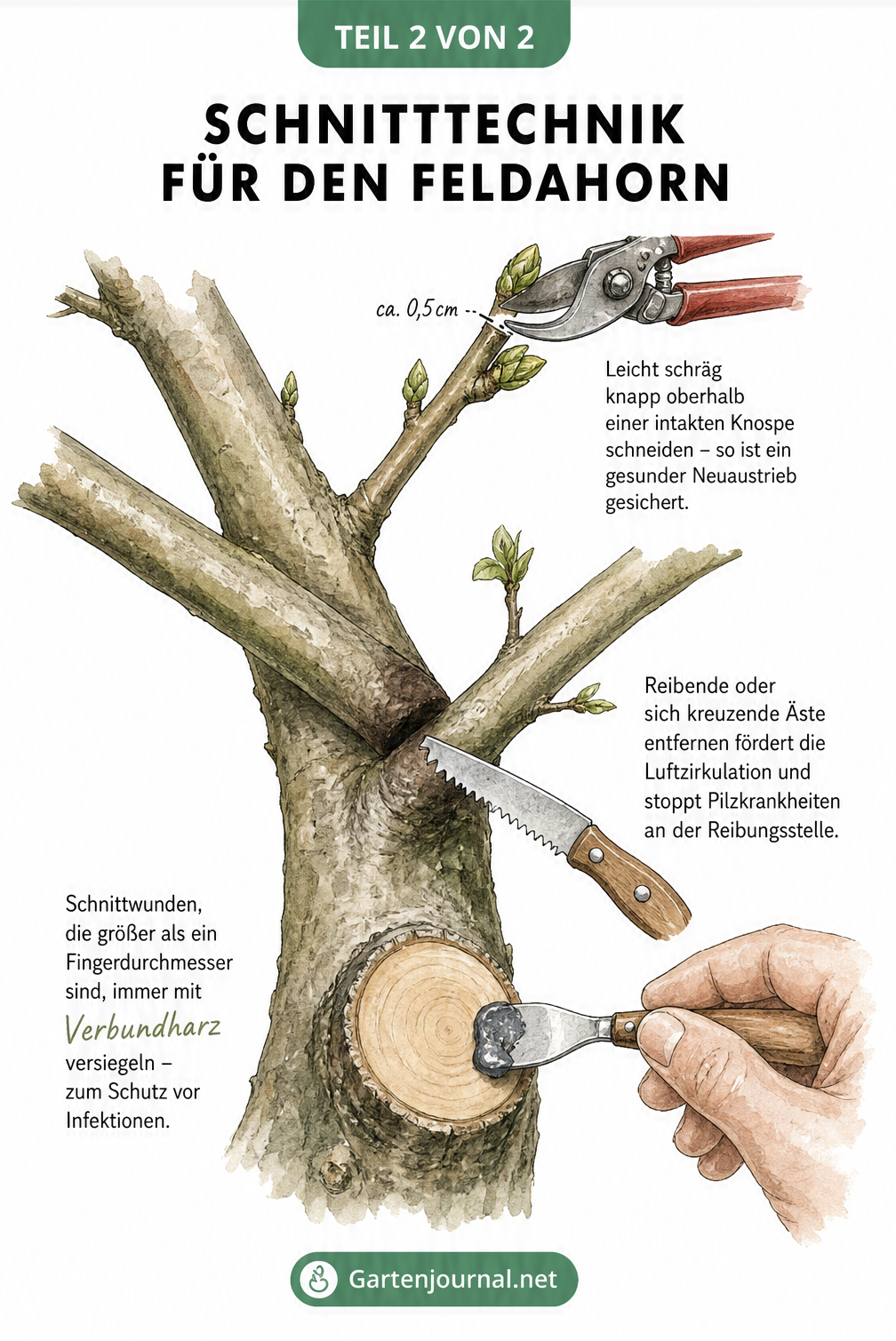 Detailzeichnung einer Astgabelung des Feldahorns mit Gartenschere, Astsäge und Wundverschluss