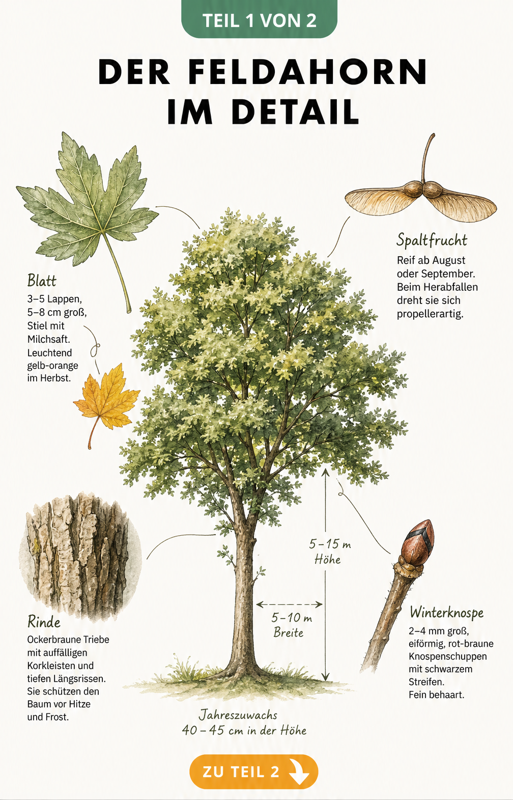 Botanische Illustration des Feldahorns mit Details zu Blättern, Früchten, Rinde und Knospen