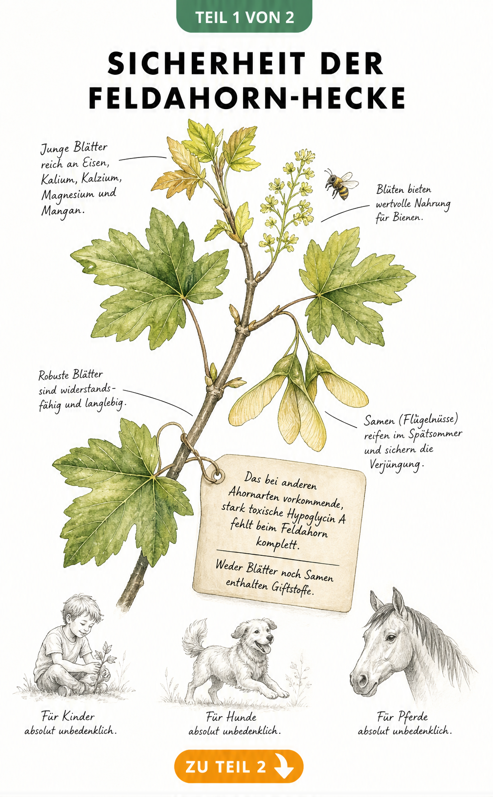 Botanische Illustration eines Feldahorn-Zweigs mit Blättern und Samen, die die Ungiftigkeit für Kinder und Tiere zeigt