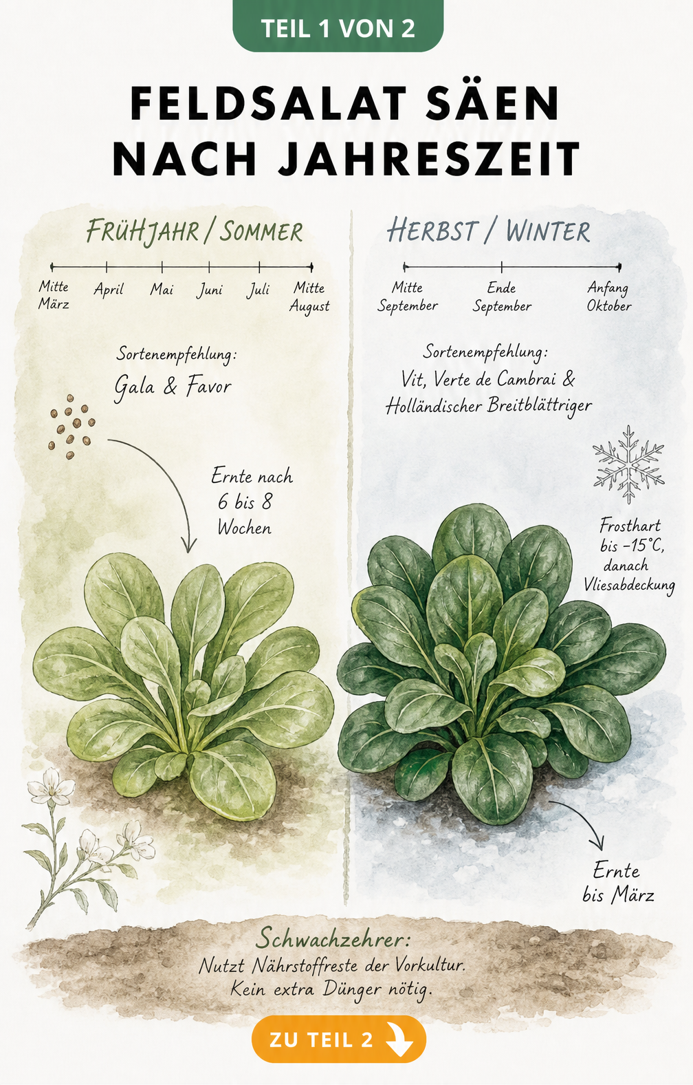 Illustration der zwei Anbauzyklen von Feldsalat im Frühjahr und Herbst mit Sortenempfehlungen