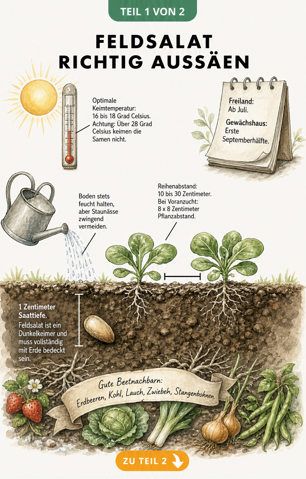 Illustration eines Beet-Querschnitts mit Feldsalat-Samen, Keimlingen und Pflegehinweisen zu Temperatur, Saattiefe und Pflanzabstand