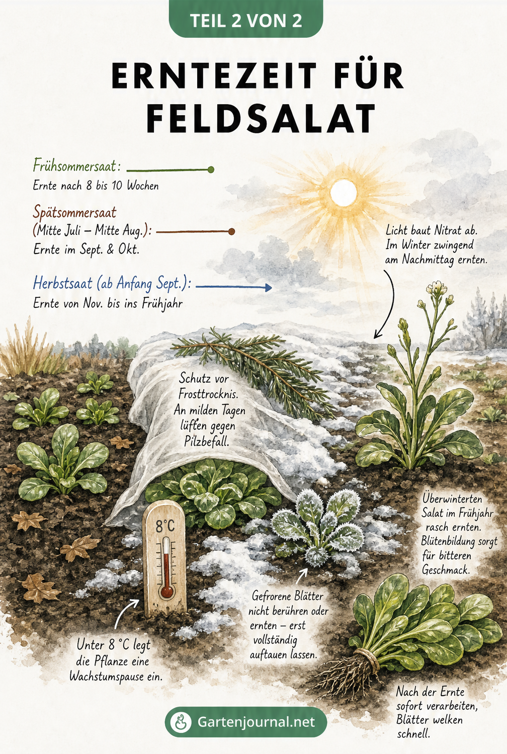 Illustrierter Zeitstrahl eines Gartenbeets, der die Aussaat- und Erntezeiten von Feldsalat vom Spätsommer über den Winter bis ins Frühjahr zeigt, inklusive...