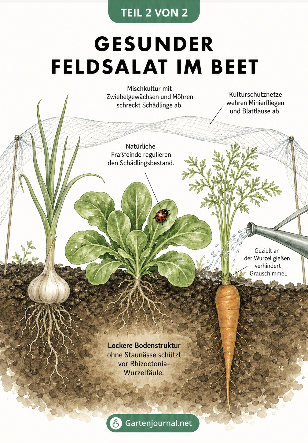Querschnitt-Illustration eines Gartenbeets mit Feldsalat, Knoblauch und Möhre, Kulturschutznetz, Marienkäfer und gezielter Bewässerung an der Wurzel.