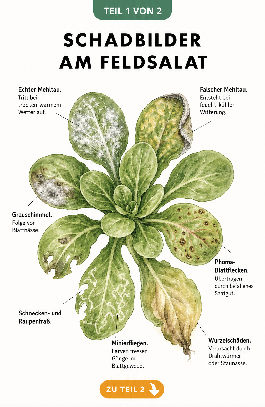 Botanische Illustration einer Feldsalat-Rosette mit Schadbildern von Echtem und Falschem Mehltau, Grauschimmel, Phoma-Blattflecken, Schneckenfraß,...