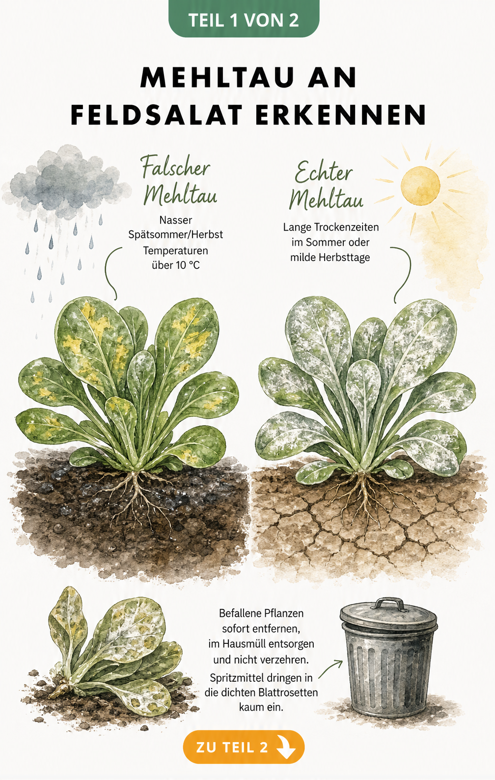 Illustration von Feldsalat mit falschem und echtem Mehltau im Querschnitt