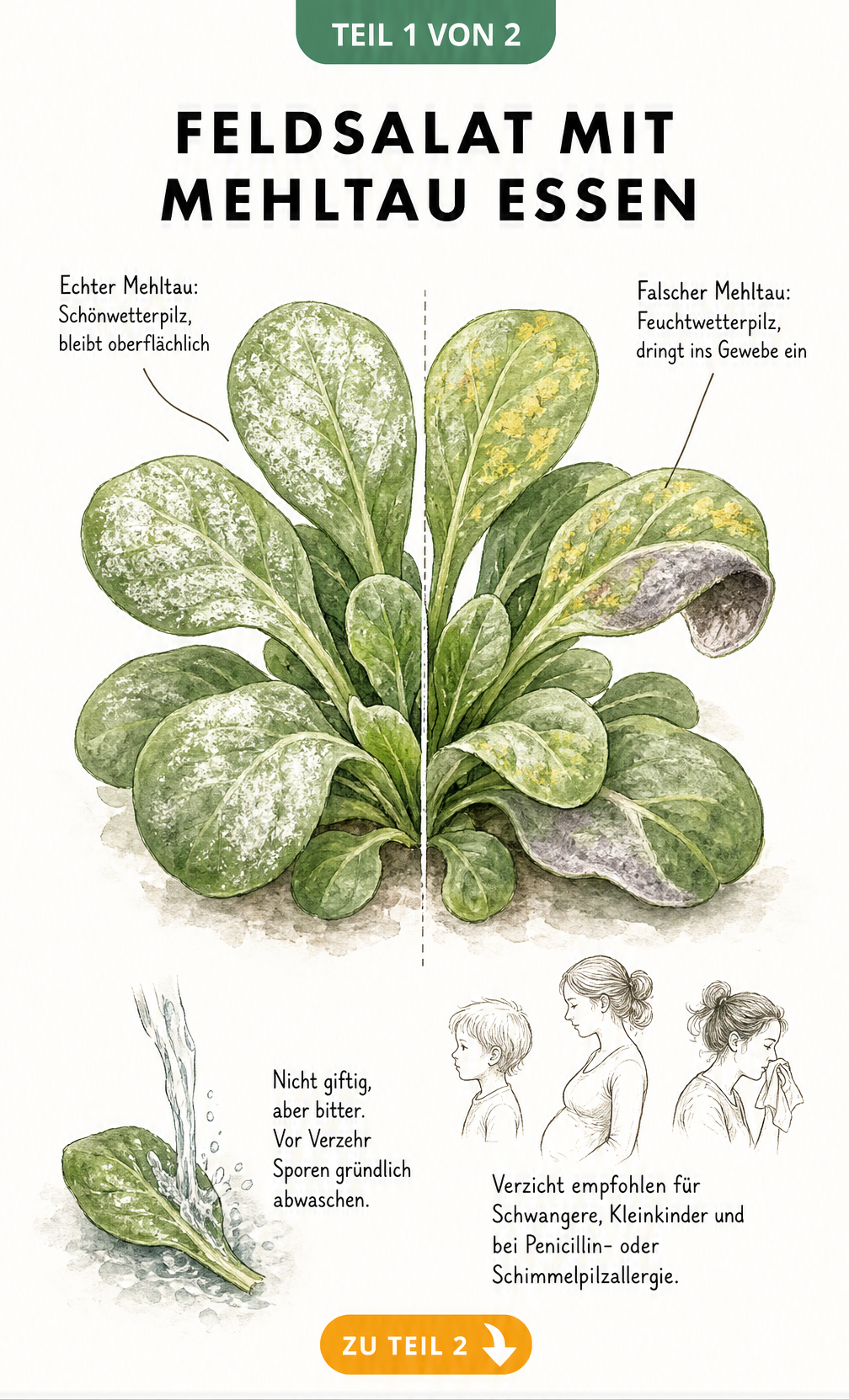 Botanische Illustration einer Feldsalat-Rosette, die Echten und Falschen Mehltau zeigt, sowie Hinweise zur Essbarkeit.