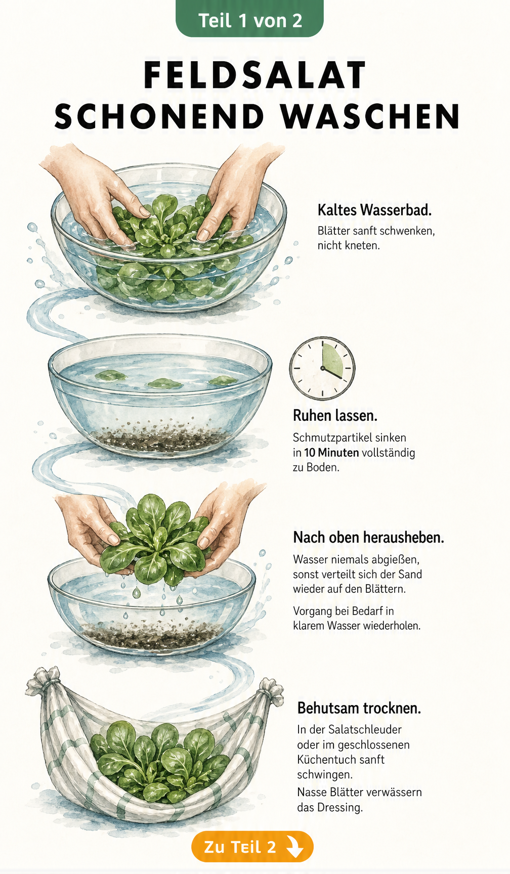 Illustration: Feldsalat schonend in kaltem Wasserbad waschen, Sand absetzen lassen und behutsam trocknen.