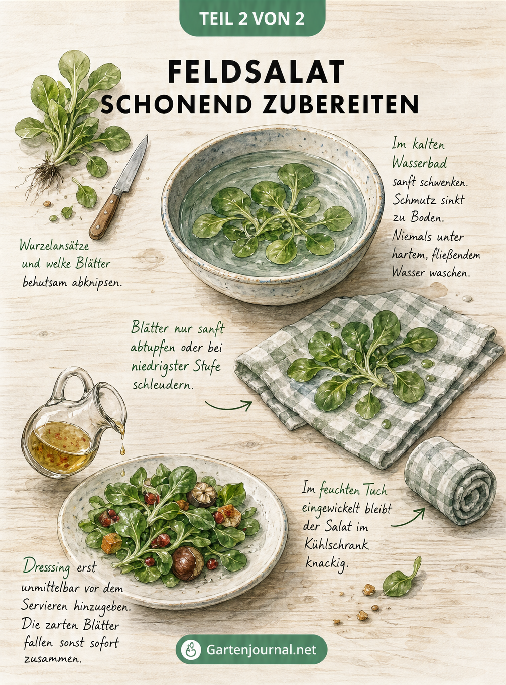 Gezeichnete Anleitung zum schonenden Putzen, Waschen und Trocknen von Feldsalat