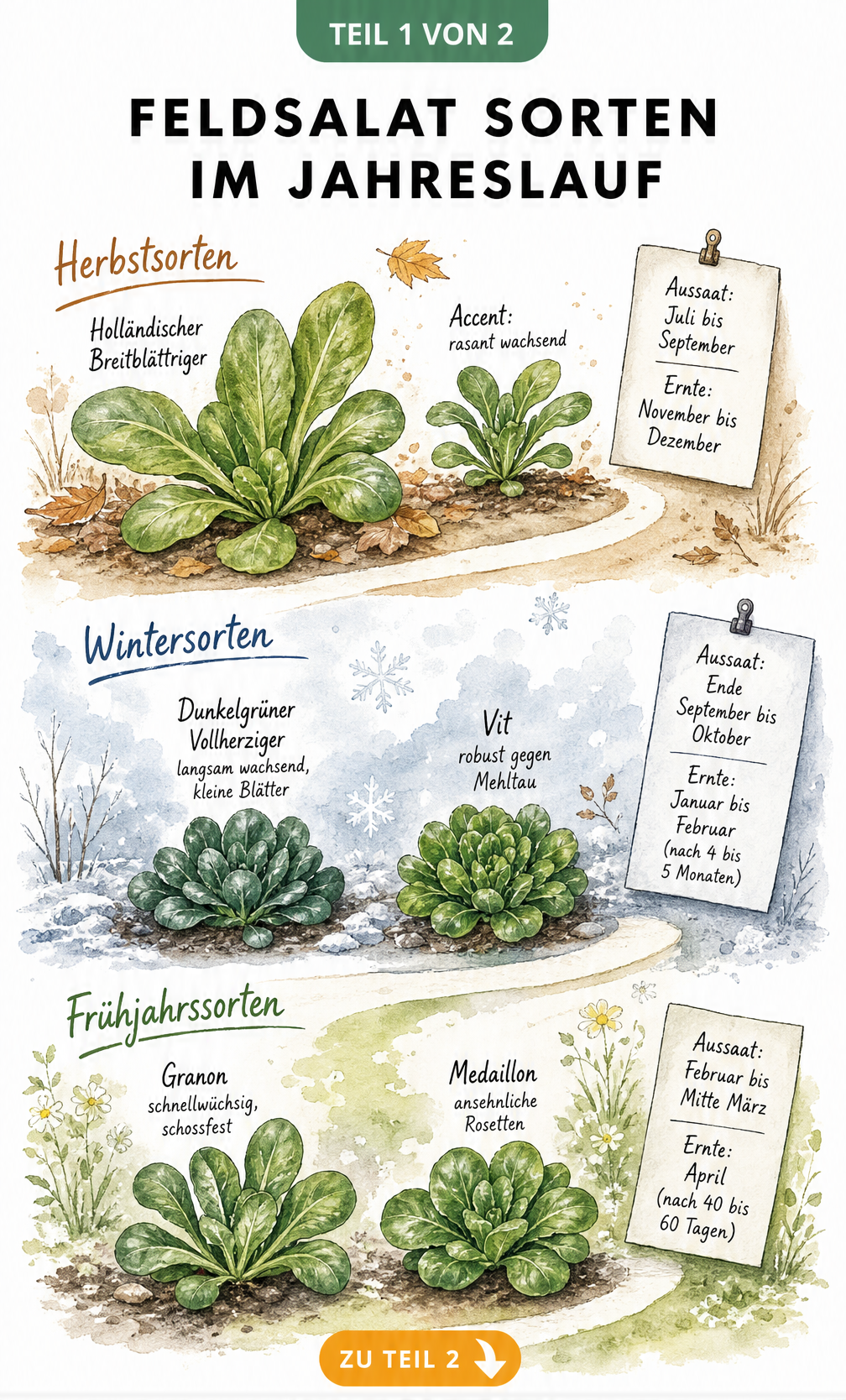 Illustration eines Gartenpfades mit Feldsalat-Sorten für Herbst, Winter und Frühjahr