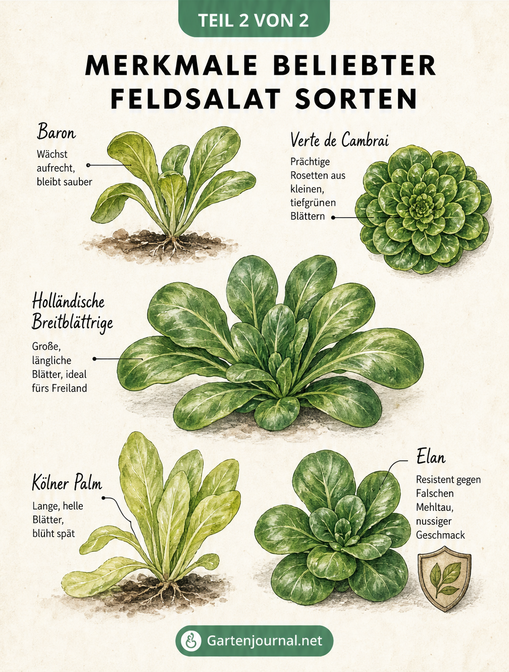 Botanische Illustration von fünf verschiedenen Feldsalat-Rosetten mit ihren Merkmalen