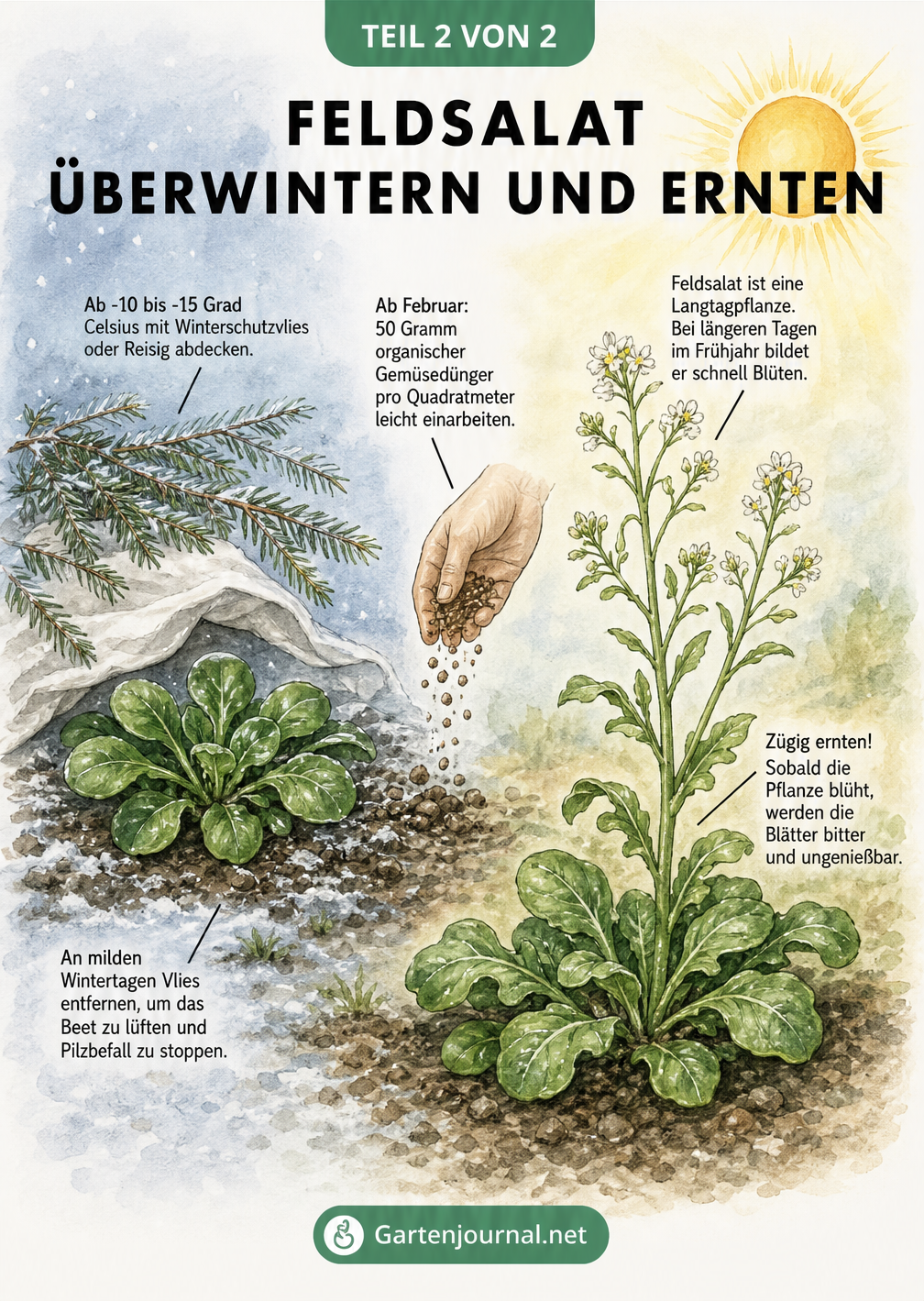 Zweigeteilte Illustration von Feldsalat im Winter unter Reisig und im Frühjahr mit Blütenständen