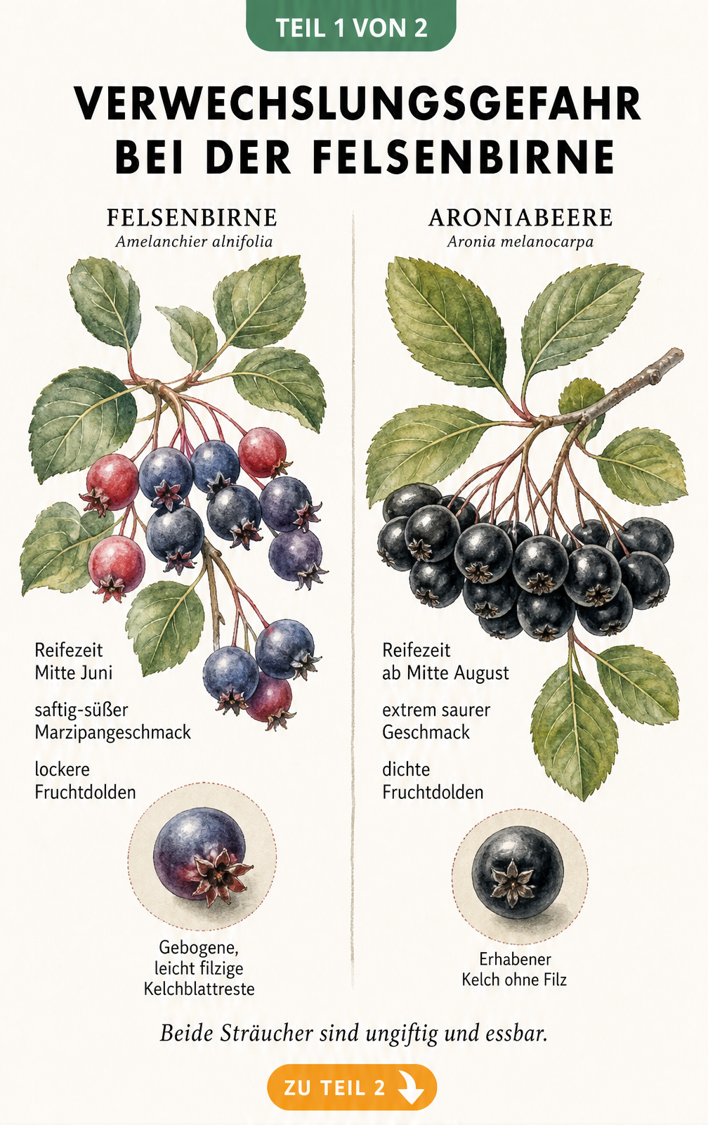 Botanische Gegenüberstellung von Felsenbirne und Aroniabeere mit Unterscheidungsmerkmalen