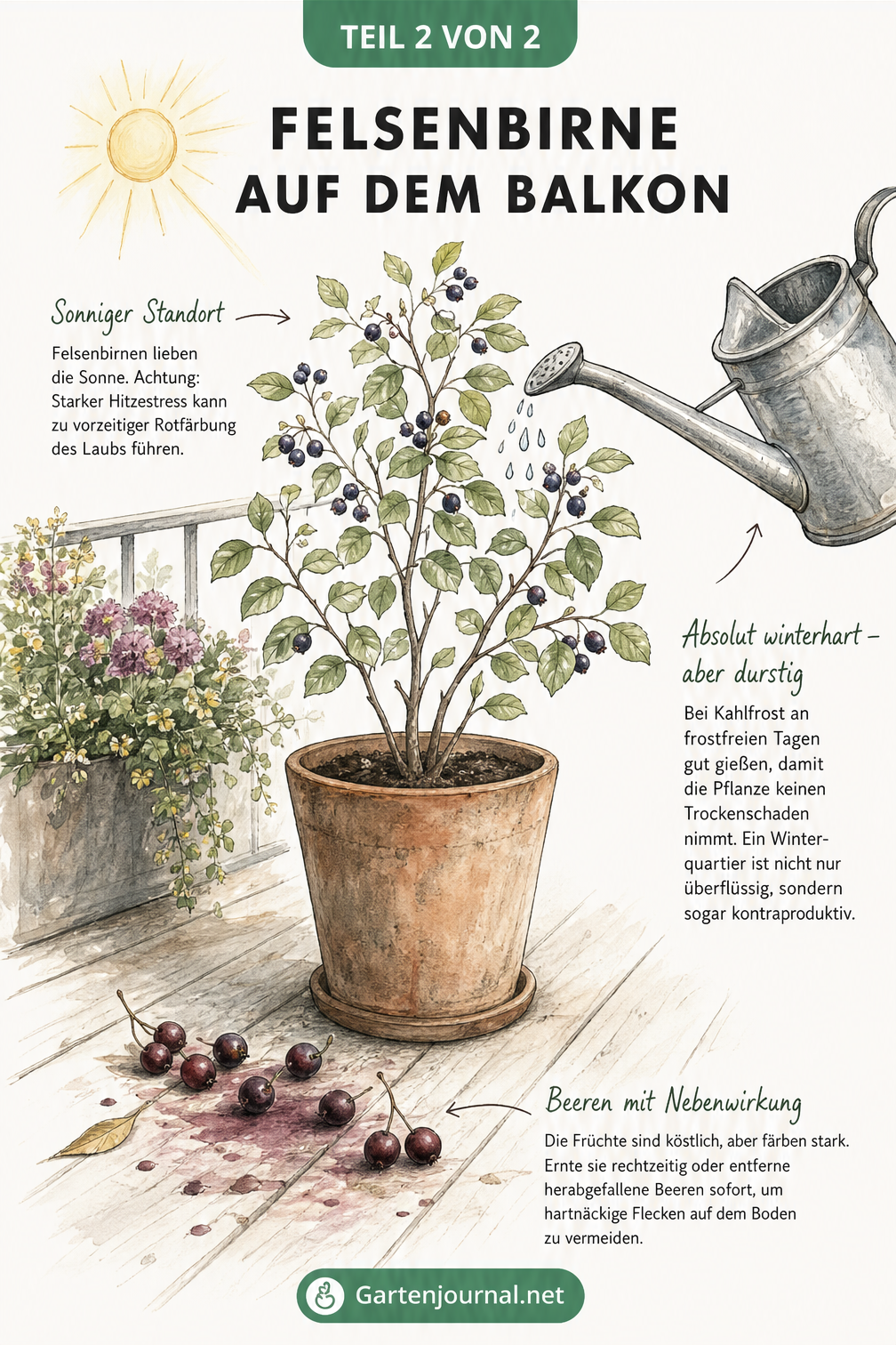 Skizze einer Felsenbirne im Kübel auf einem Balkon, die Pflegehinweise zu Sonne, Gießen bei Kahlfrost und herabfallenden Beeren illustriert.